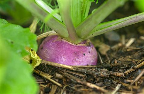 How Do I Grow Turnips? | Planting & Harvesting Guide | joegardener®