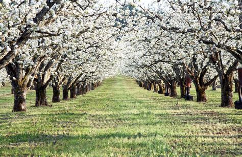 In the Fields : Blossoming Orchards