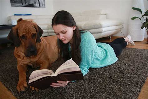 Best Dog Training Books for Beginners | Dog Training Nation