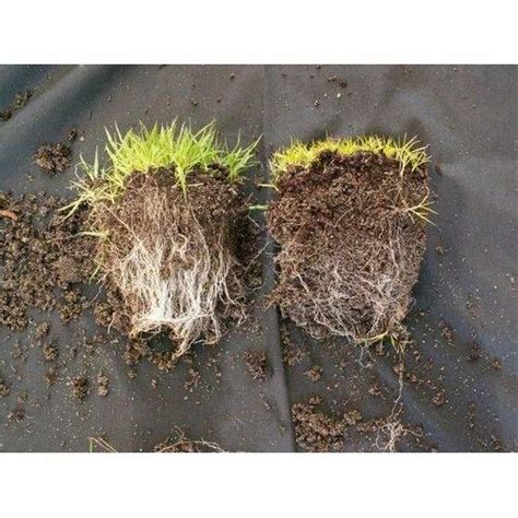 Mycorrhizal Fungi at Rs 173/kilogram | Vesicular Arbuscular Mycorrhiza ...