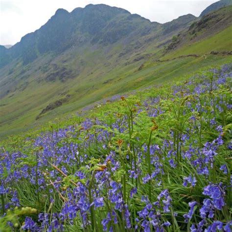 Meadow Archives - British Wildlife