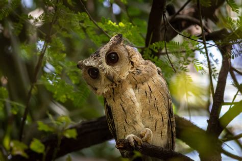 Jeevoka - Uncovering the Whoo-nique World of Indian Owls!