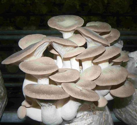 M2600 Pleurotus eryngii | Mycelia