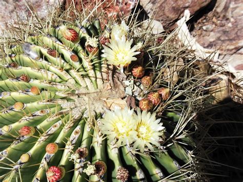 AE Tourism Consulting - Namibia: Desert Flowers of Namibia are BEAUTIFUL!