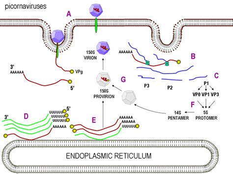 Replication of picornaviruses