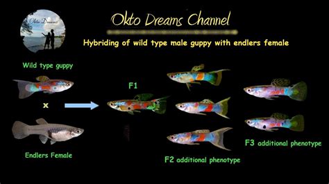 Endler Guppy hybriding : Wild type Male Guppy with Endlers Female ...