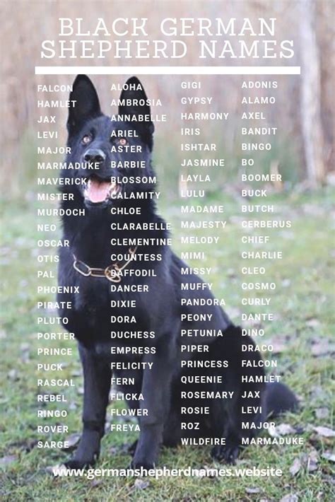 Black German Shepherd Names | German shepherd names, Black german ...