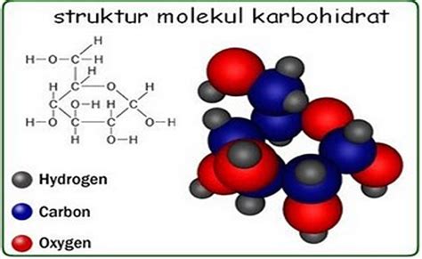 Manfaat dan Fungsi karbohidrat bagi Tumbuhan serta Penjelasannya ...