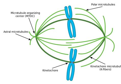 File:Spindle apparatus.svg - Wikimedia Commons