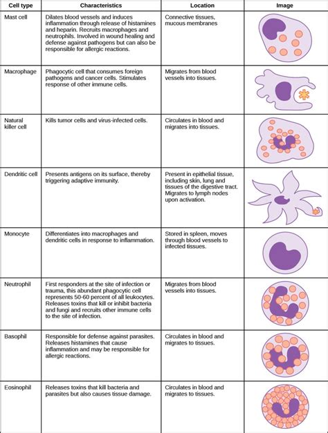 Innate Immune System Cells - Immune System - MCAT Content