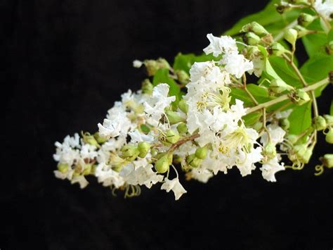 White Crepe Myrtle Tree Varieties