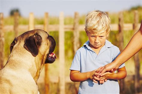 Fear of Dogs | Sydney Child Psychologists