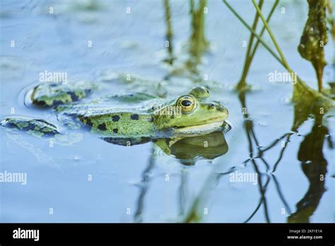 common grass frog Stock Photo - Alamy