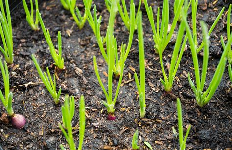 Growing Shallots: Best Varieties, Planting Guide, Care, Problems, and ...