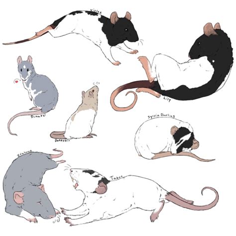 100 Rat Challenge - Set 1 by MaggotsPlz on DeviantArt | Animal drawings ...