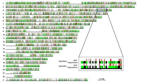 SNP-array and gene expression DNA microarray data mapped to chromosomal ...