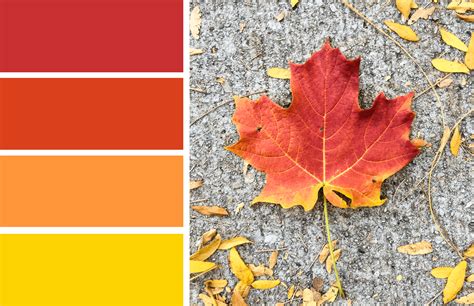 Autumn Leaf Color Chart