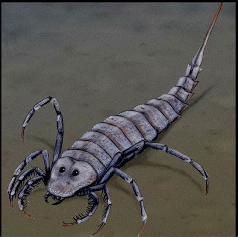 What is an Arthropod - Characteristics and examples of arthropods - Ency123