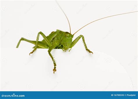 Grasshopper Template Stock Illustrations – 566 Grasshopper Template ...