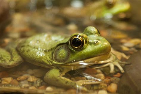 Free Image On Pixabay Frog Macro Waterfrog Eye In