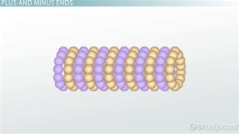 Microtubules: Definition, Functions & Structure - Video & Lesson ...