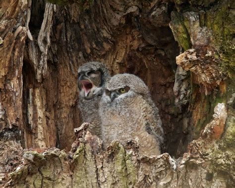 Great Horned Owls Nest | BirdNote