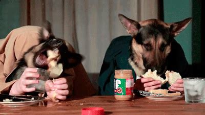 Dog eating GIF - Find on GIFER