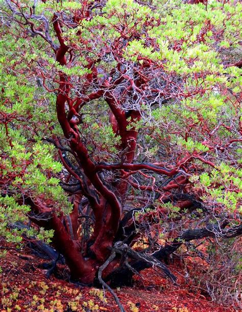 Manzanita Tree | Manzanita tree, Weird trees, Old trees