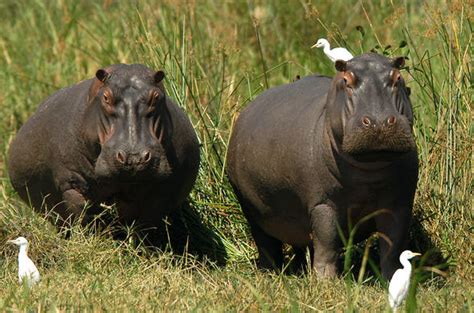 Wildlife in Malawi - Birds, Animals and Marine Life