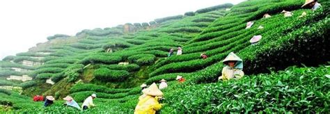 Darjeeling Weather And Best Time To Visit Darjeeling (2024)