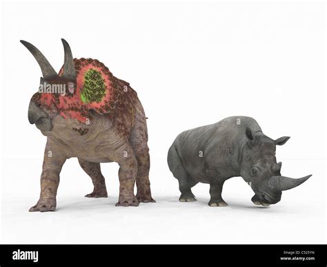 An adult Triceratops compared to a modern adult White Rhinoceros Stock ...