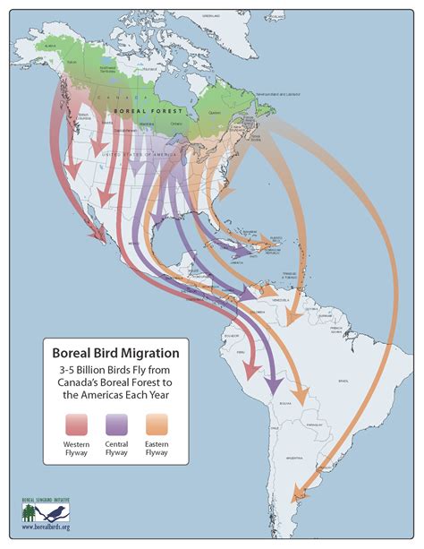 Boreal Bird Migration (3-5 Billion Birds Fly from Canada's Boreal ...