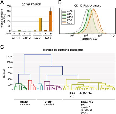 Similarity between the SKI-dependent gene expression signature of HL60 ...