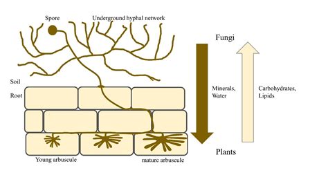 Arbuscular mycorrhizal fungi: tiny friends with big impact | Turfgrass ...