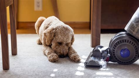 What to do if your dog is scared of your vacuum | Homes & Gardens