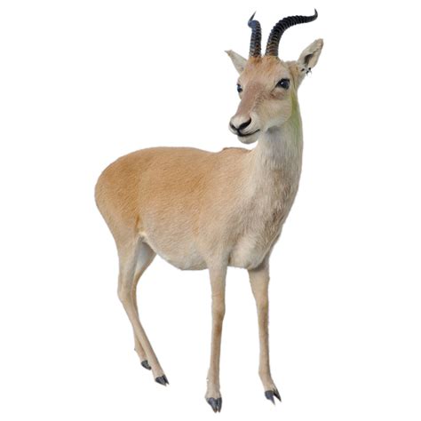 Gazelle - Mongolian Gazelle - Taxidermy Mounts for Sale and Taxidermy ...