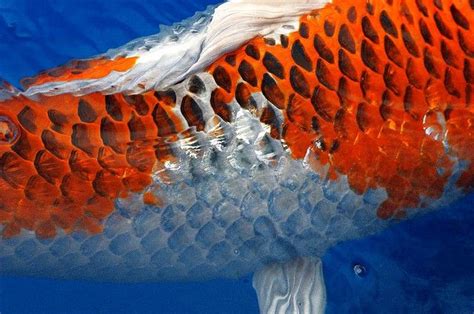 How To Draw Koi Fish Scales