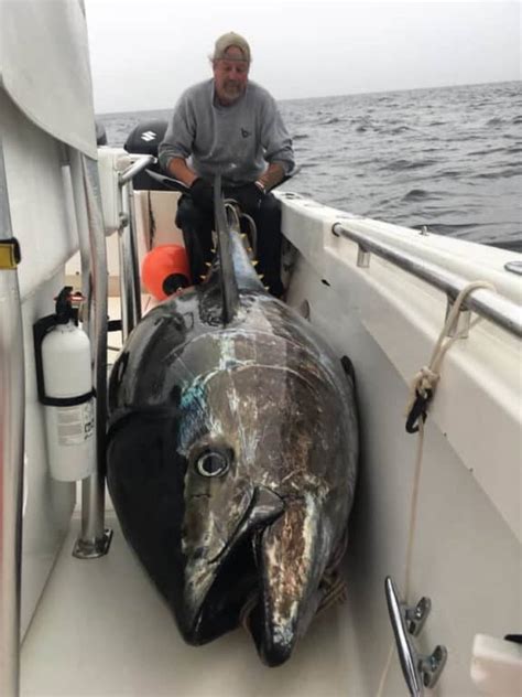 The Mighty Atlantic Bluefin Tuna (A Species Guide) – Strike and Catch