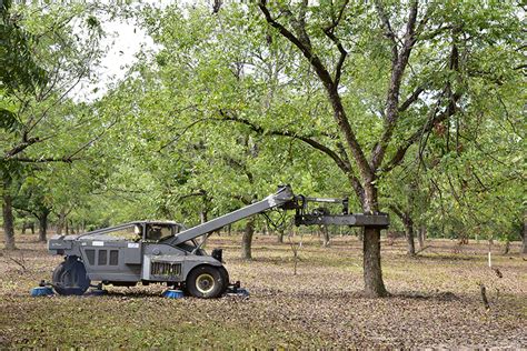 Inside Sunnyland Farms, One of Georgia’s Longest-Running Pecan Farms ...