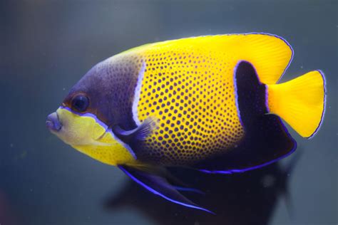 15 Awesome Types of Saltwater Angelfish | Build Your Aquarium