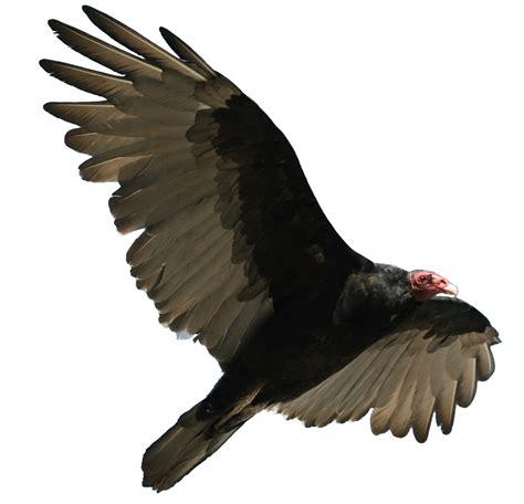 Turkey Vulture Flying transparent PNG - StickPNG