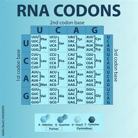 Amino Acid Codon Sequence Table | Cabinets Matttroy