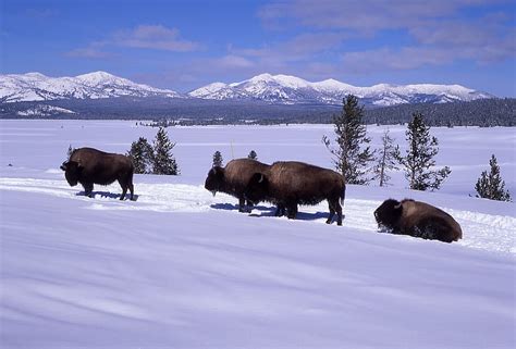 HD wallpaper: Bison, Buffalo, Herd, Snow, Winter, bison buffalo ...