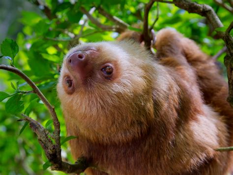 Sloths: A Habitat For Algae, Fungi & Insects | Science 2.0