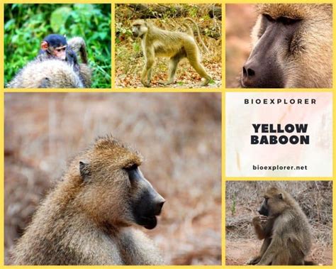 Yellow Baboon Characteristics | Papio Cynocephalus Diet & Facts ...