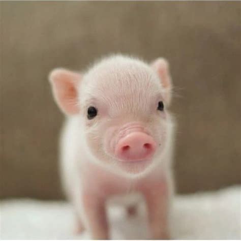 Pig on Instagram: “Yay or nay?? Rate this cute picture 😊 🐷Tag piggy ...