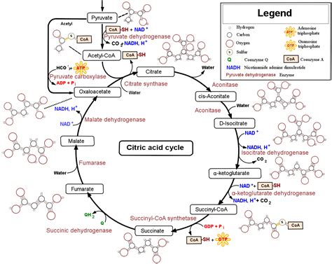 The Citric Acid (Krebs) Cycle | Boundless Microbiology