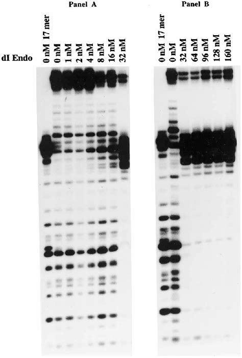 DNase I footprinting of 3-end-labeled deoxyinosinecontaining ...