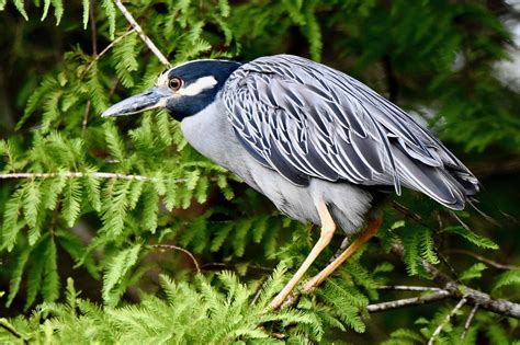 Yellow-Crowned Night Heron