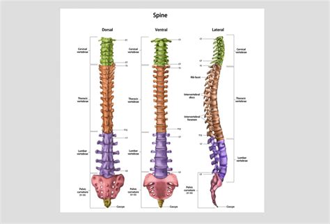 Spine Anatomy | Healthy Spine Tips | Expert Advice